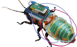 Technologia jak z Marvela już tu jest. Naukowcy stworzyli owada-cyborga
