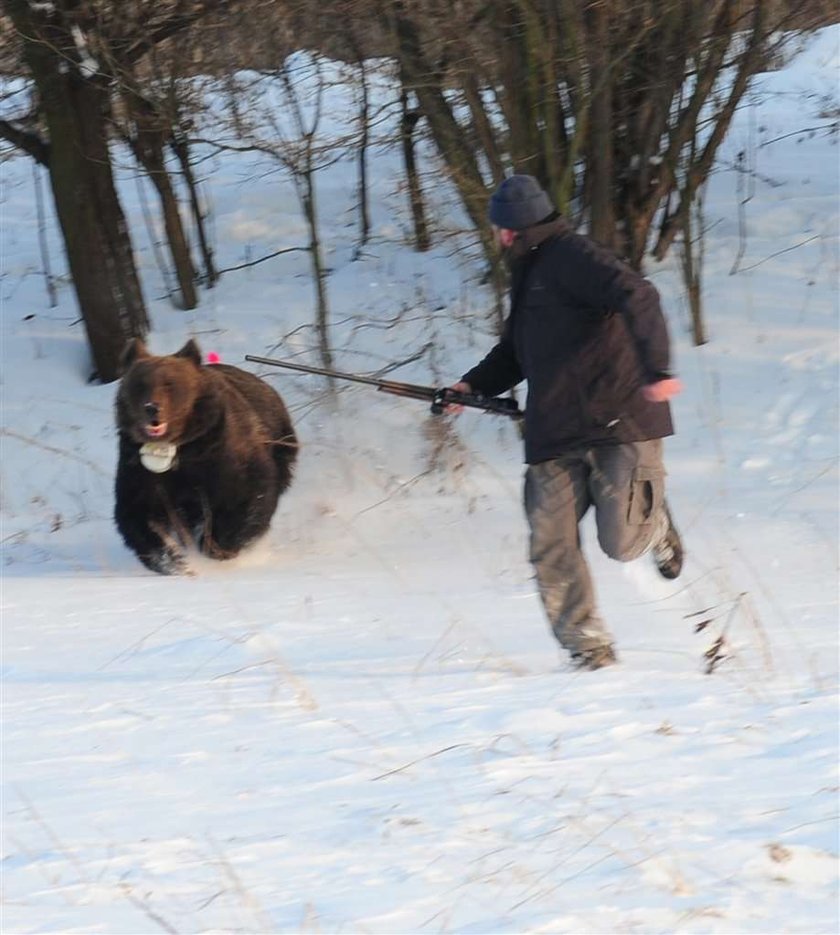 Znajdźmy Misi dom!