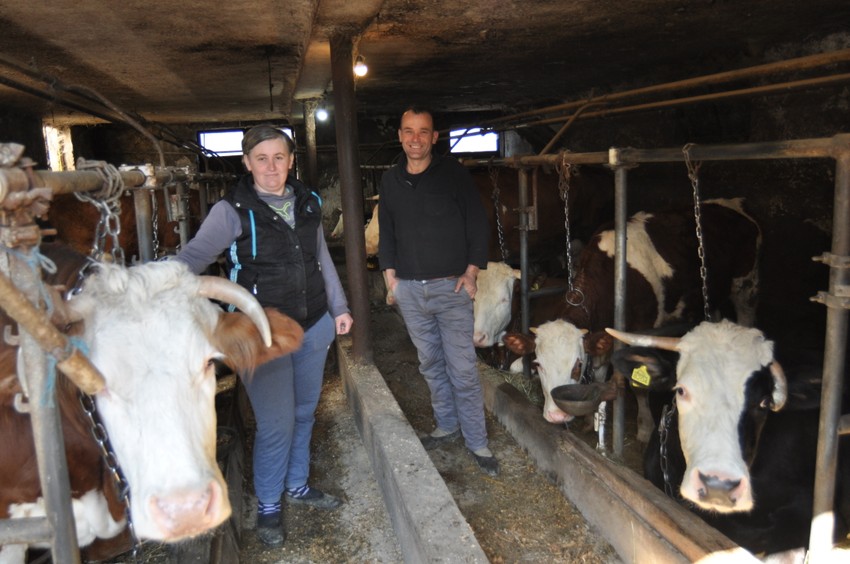 Gajići trenutno drže 34 grla stoke, a štala im čista kao apoteka