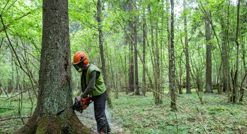 A worker cuts down a spruce tree in the Bialowieza forest