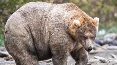 Wybrano najgrubszego niedźwiedzia na Alasce
