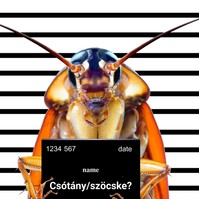 Újabb őscsótányfajt azonosítottak a kutatók