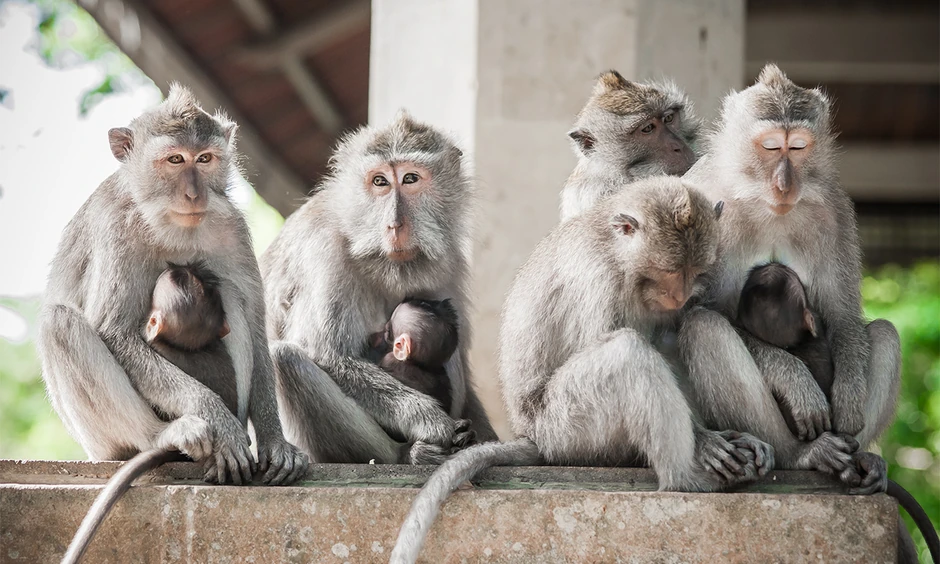 Izložba "Ja majmun"