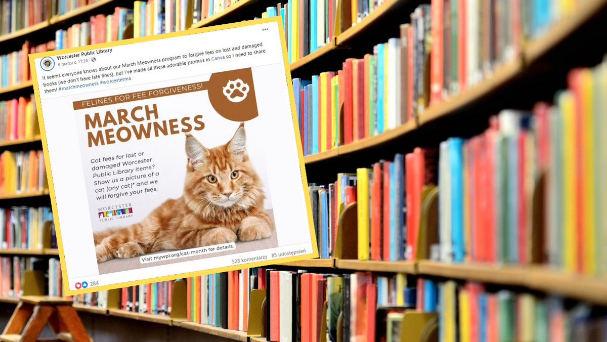 W amerykańskiej bibliotece kary za zgubione książki można spłacić zdjęciami kotów
