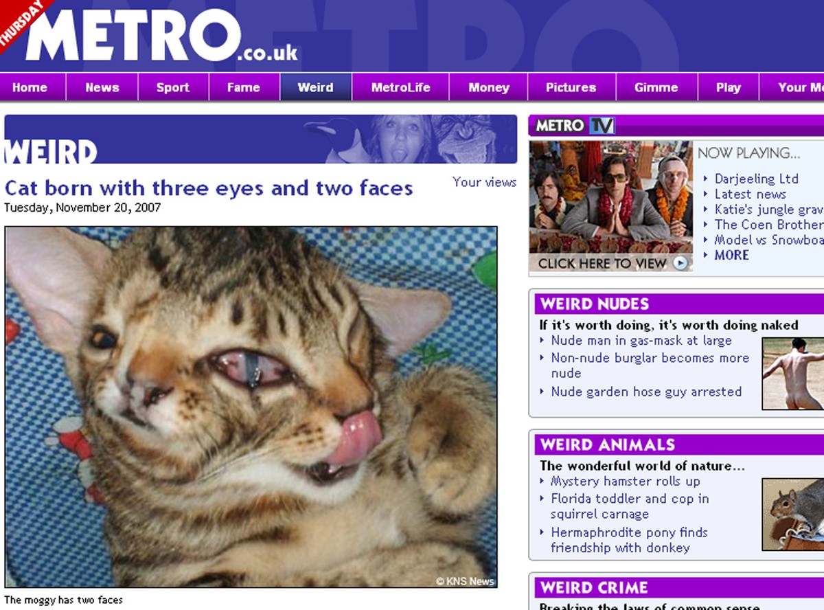 Urodził się kotek z dwiema tważami