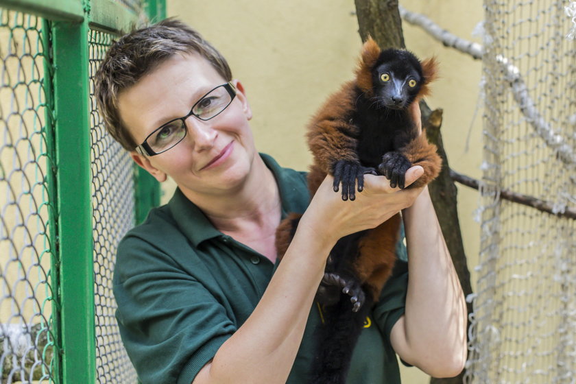 Lemur Leoś wychował się w domu swojej opiekunki z Zoo