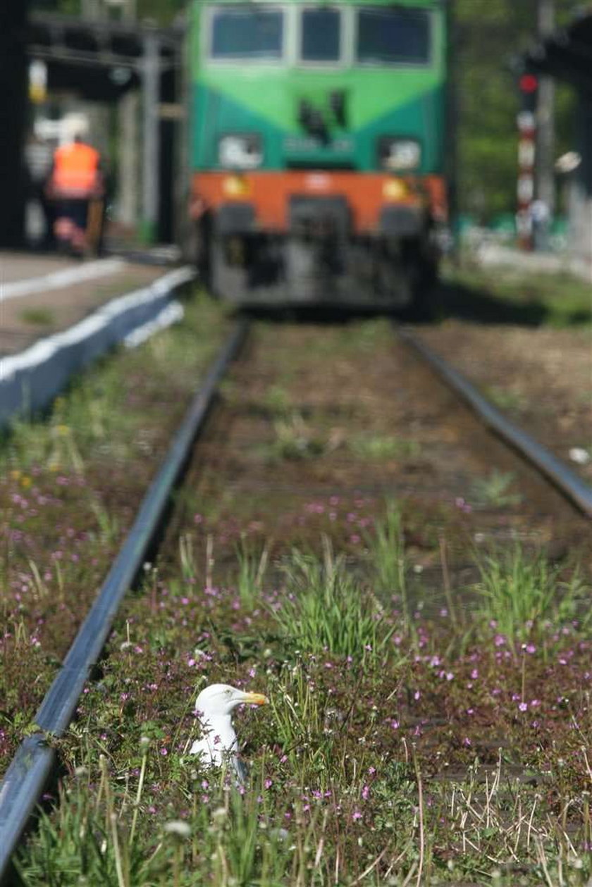 Wlazł pod pociąg, wylazł spod kół i polazł pić