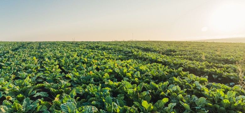 Na świecie zaczyna brakować cukru. Burak wraca do łask