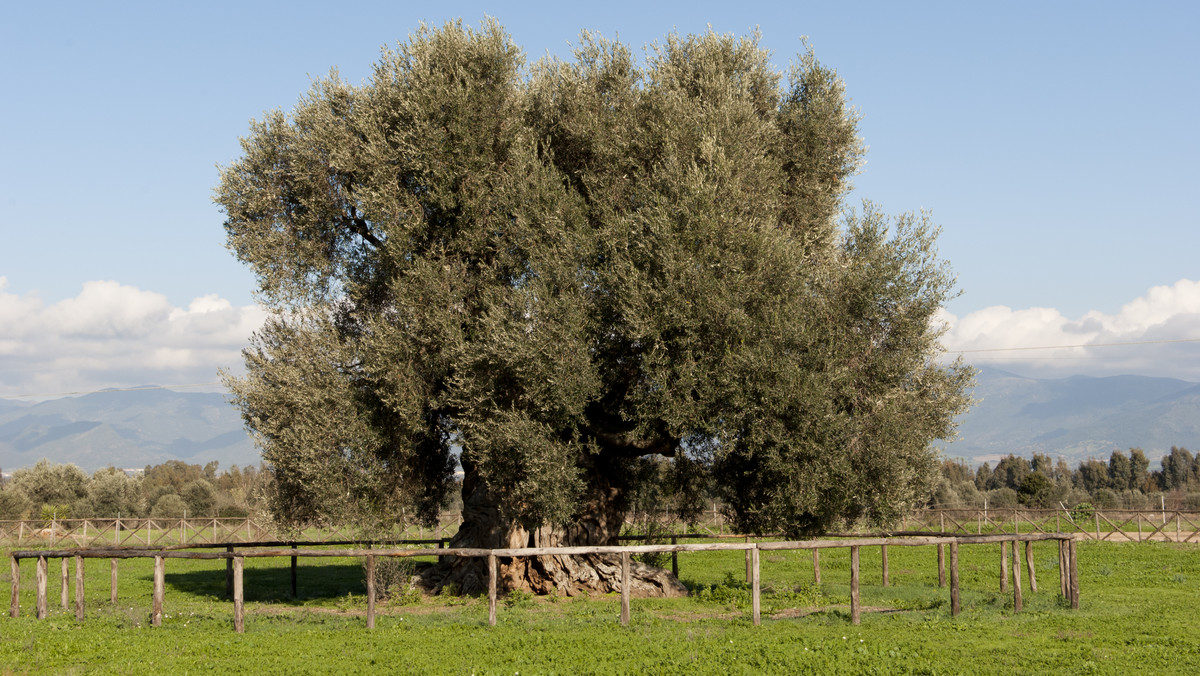 Ponad 4 tysiące lat ma najstarsze drzewo rosnące we Włoszech. Jest to drzewo oliwne z Sardynii. Rejestr najstarszych i największych zabytków przyrody we wszystkich regionach kraju ogłosiło Ministerstwo Polityki Rolnej, Żywnościowej i Leśnej.