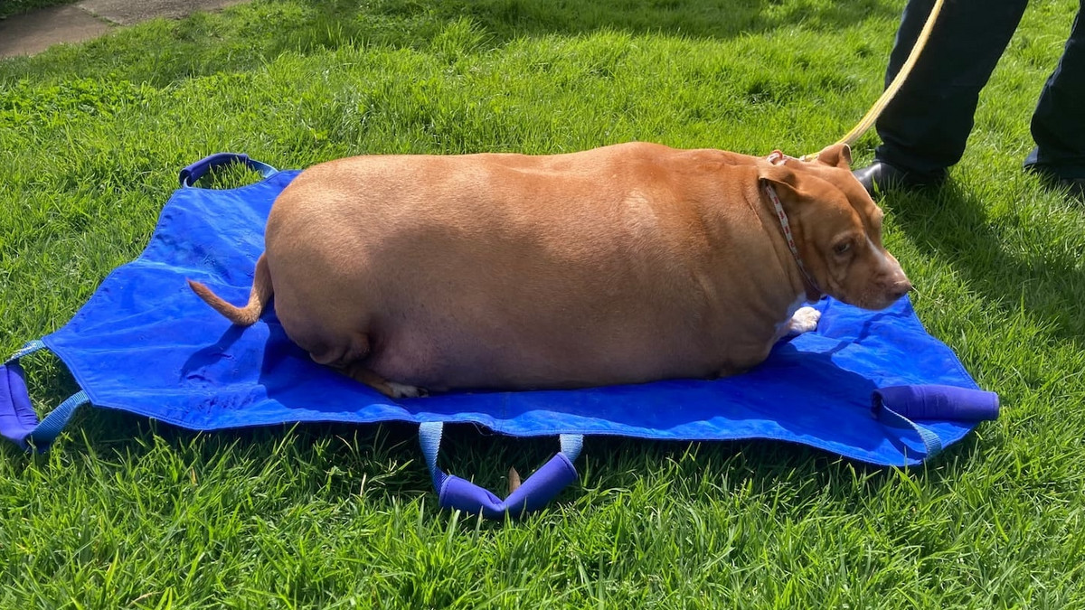 Pies Nuggi ważył 53 kilogramy! Właścicielką zajął się sąd
