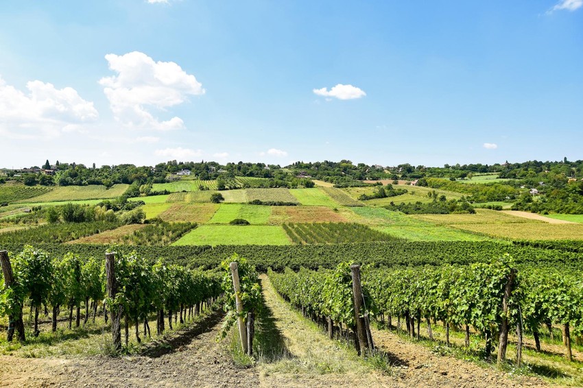 Novi Sad114 fruska gora vinogradi 