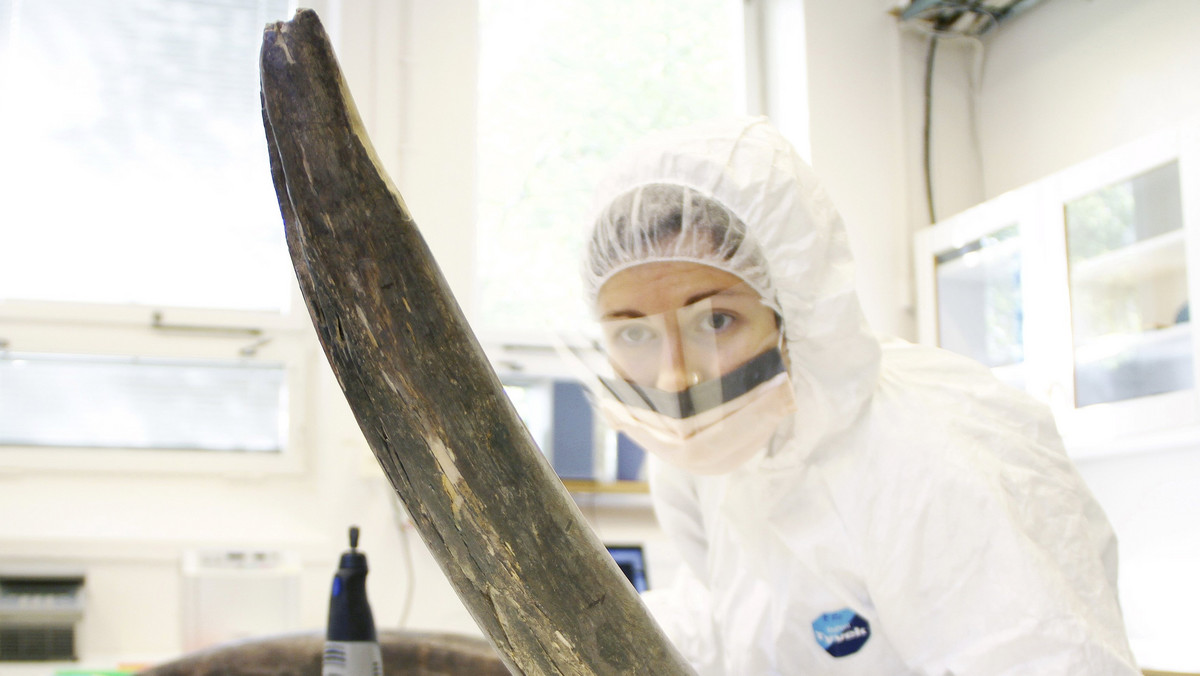 Eleftheria Palkopoulou with a mammoth tusk in the ancient DNA lab at the Swedish Museum of Natural History