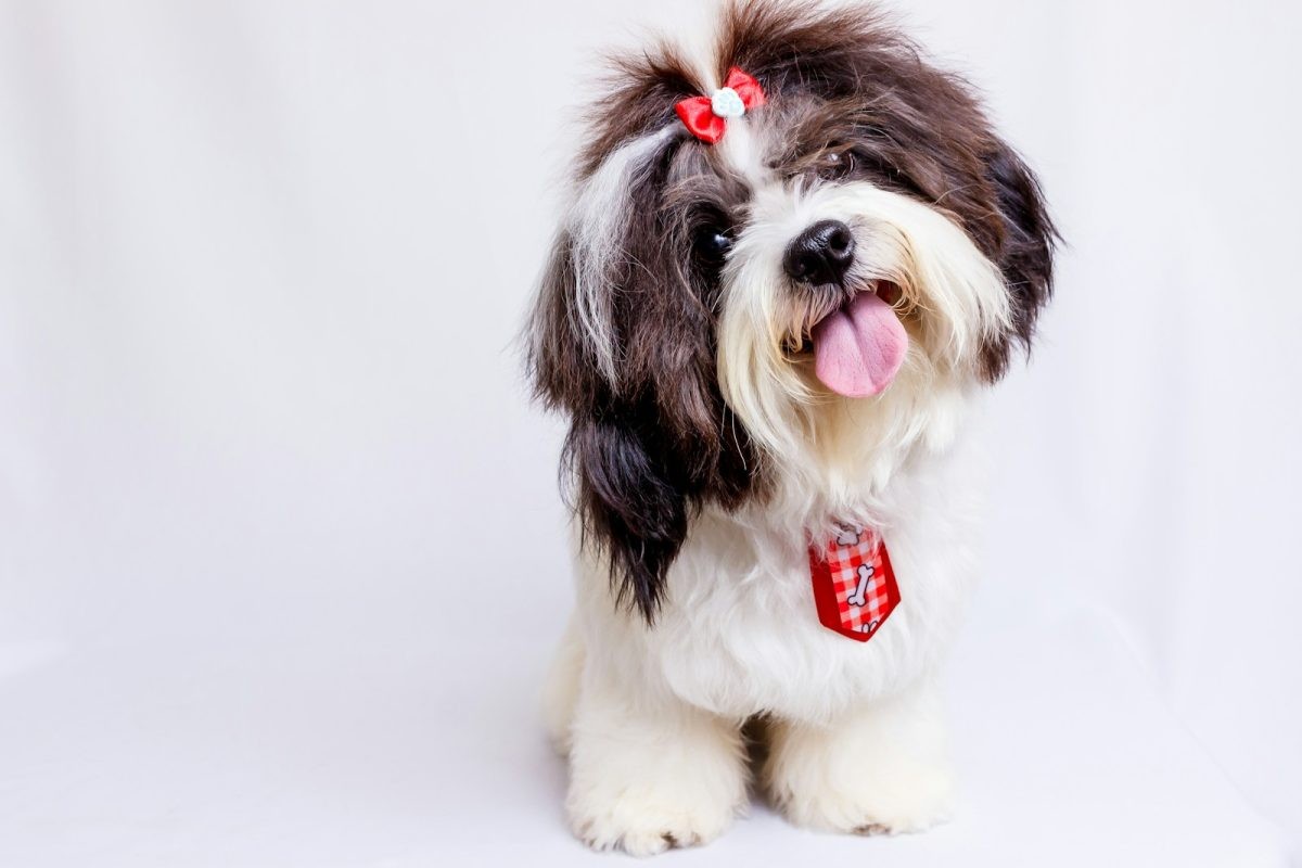 Shih-tzu.