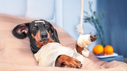 pierwsza w polsce karetka weterynaryjna w stolicy – wsparcie dla potrzebujących zwierząt