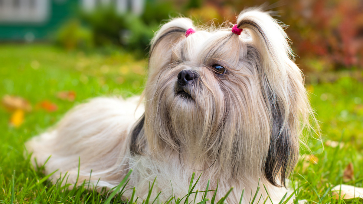 Popularna rasa psa z włosami. Shih tzu, yorkshire terrier, maltańczyk