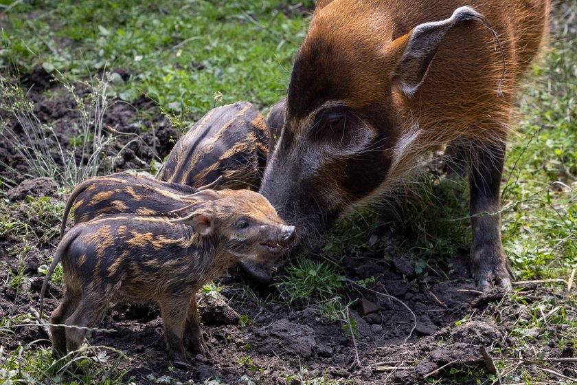 Rodzinka świnek rzecznych w chorzowskim zoo powiększyła się o 8 maluchów