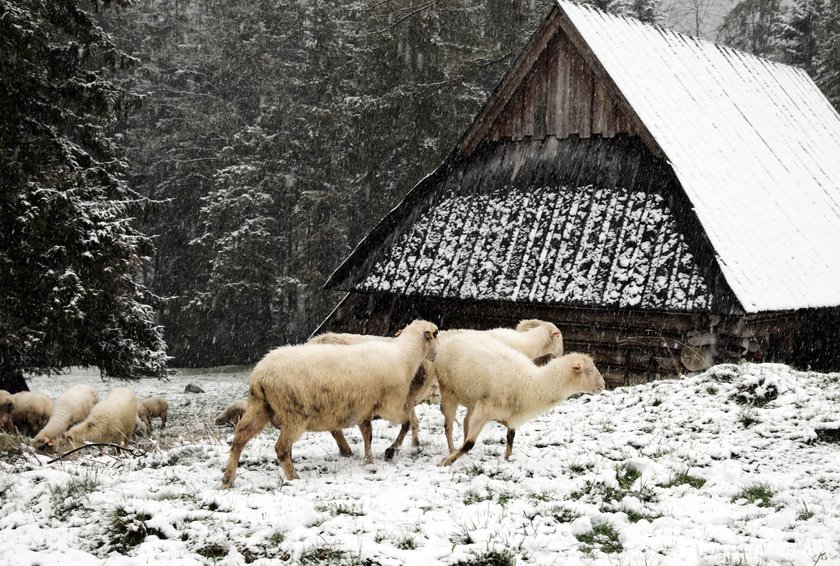 Na Podhale tej wiosny też powróciła zima