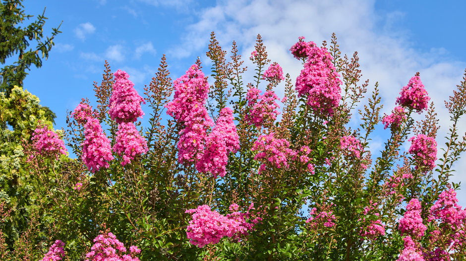 Lagerstremia indyjska