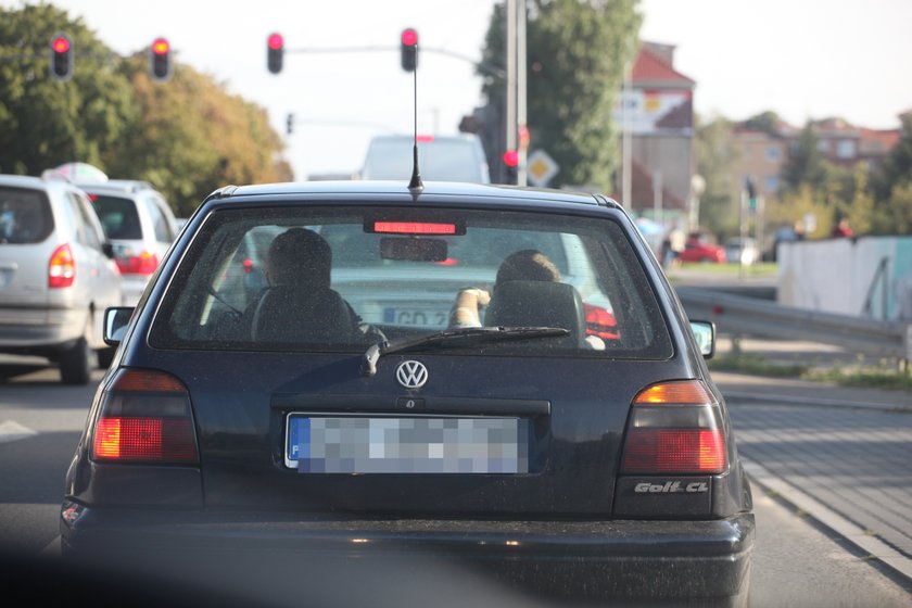 Tymi furami wożą się dzieci polityków