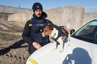 Pies Patron bohaterem serialu animowanego. Ukraińska kreskówka dostępna z polskimi napisami