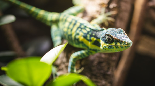 Anolis Kubanski błękitny