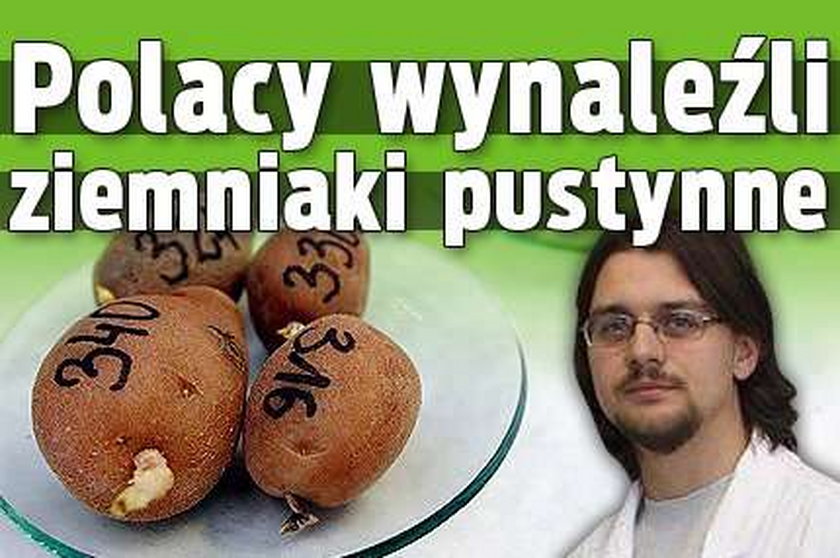 Polacy wynaleźli pustynne ziemniaki!