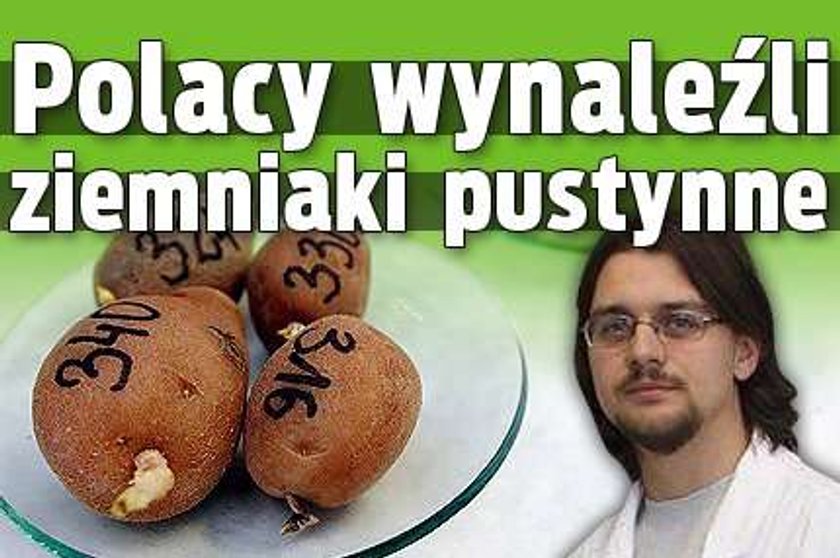 Polacy wynaleźli pustynne ziemniaki!