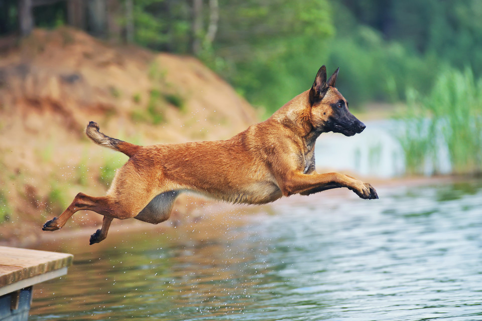 Owczarek belgijski malinois