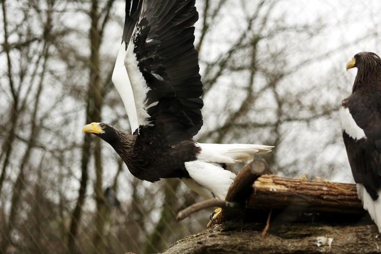 Wiosna w warszawskim ZOO