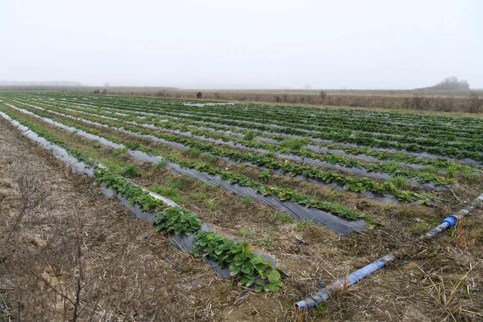 Blic poljoprivrednik