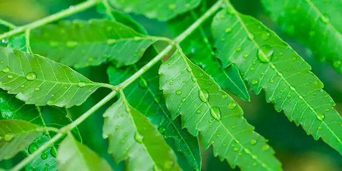 Neem tree: 3 ways to use this plant to cure dandruff in the hair