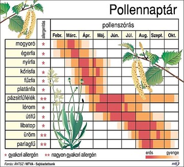 pollennaptar-mti-antsz-d0000113Bef682ee4327a
