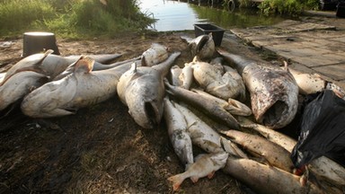 Wyciąć, wystrzelać, wybetonować. Jak PiS "rozjechał" polską przyrodę