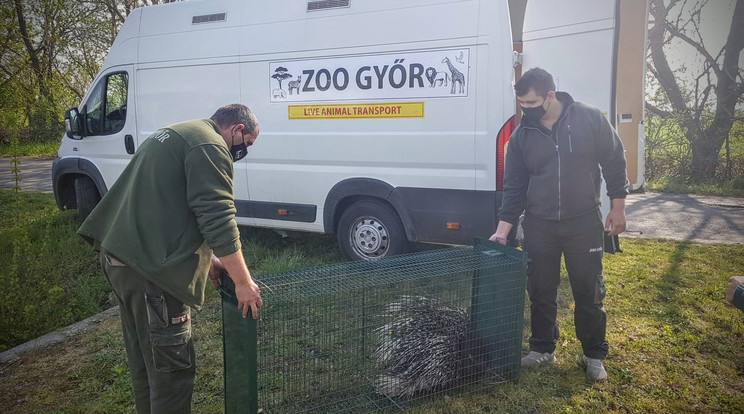 A ketrecbe került, szökött osztrák tarajos sült a fertőszéplaki papírfeldolgozó bejárata elől szállították el a győri állatkert munkatársai / Fotó: Sopron Média