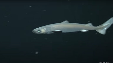 Naukowcy z Polski odkryli nowe gatunki w oceanie. Pokazali niesamowity film z wyprawy