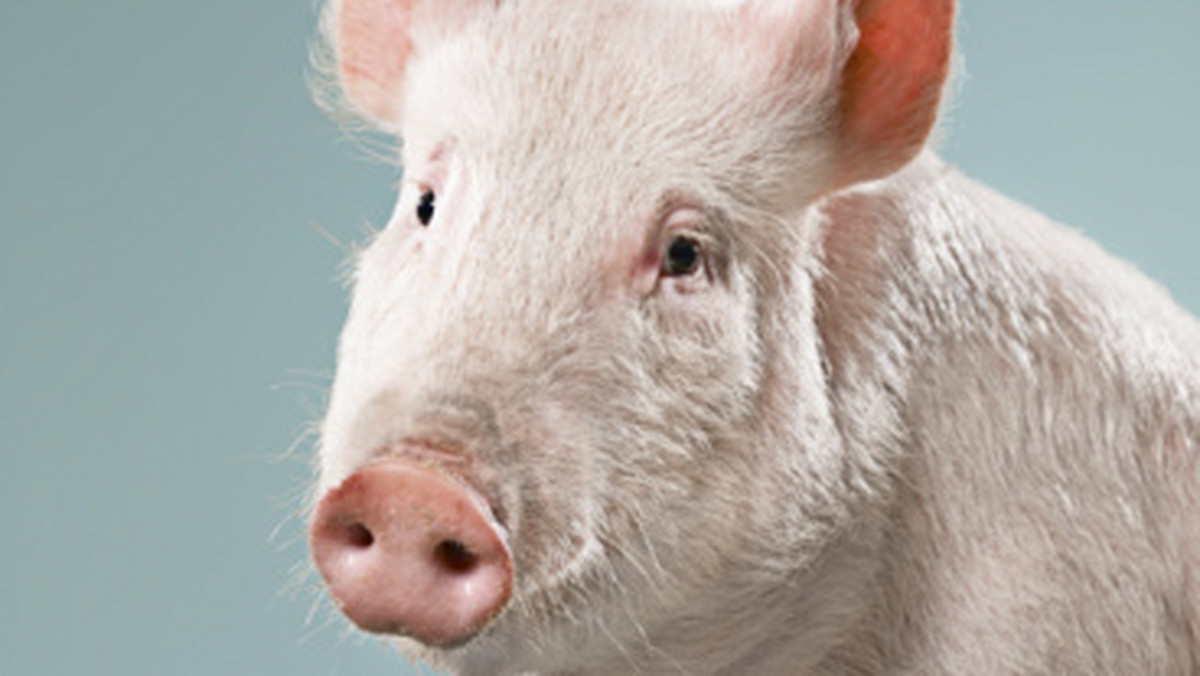 W powiecie białostockim wykryto drugie ognisko afrykańskiego pomoru świń (ASF) - poinformował w piątkowym komunikacie Główny Lekarz Weterynarii. Chodzi o jedno zwierzę. Dwa tygodnie wcześniej wykryto ASF u dwóch świń w innym gospodarstwie w tym samym powiecie.