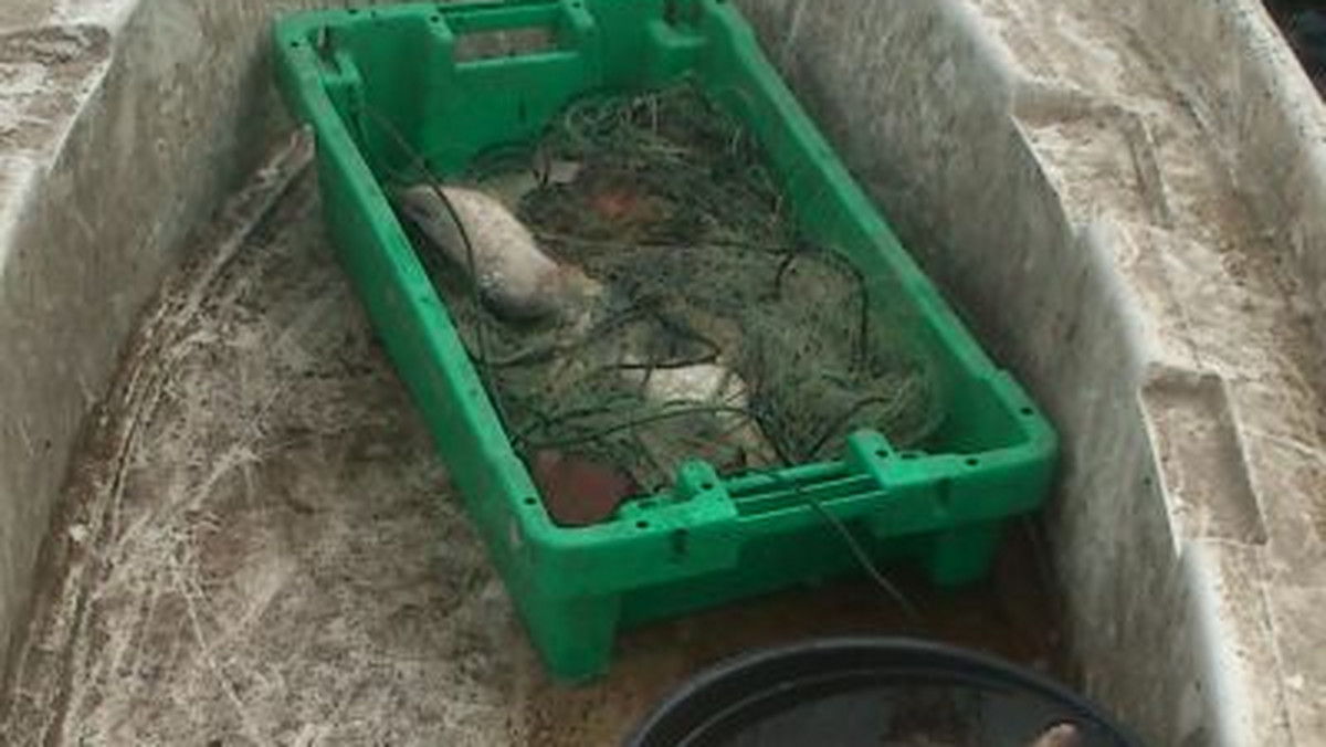 Zarzut nielegalnego połowu ryb usłyszy niebawem 55- letni meżczyzna, który wczoraj kłusował na jeziorze Dąbsko Małe . W jego łodzi oprócz sieci znaleziono również 15 sztuk " białej" ryby - płoci i leszczy.