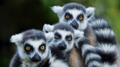 Madagaskar - atrakcje tropikalnej wyspy na końcu świata; kraj endemitów i niezwykłych krajobrazów