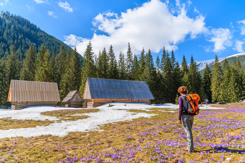 Krokusy w Dolinie Chochołowskiej, Tatry