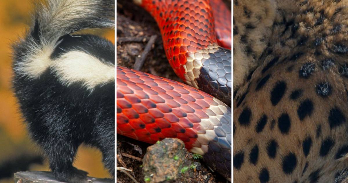 Rozpoznaj zwierzę na zdjęciu. Żeby było trudniej, dajemy tylko fragment!