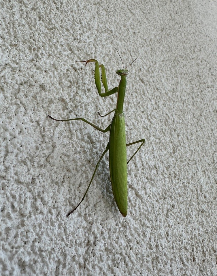 Czy modliszka może ugryźć człowieka?