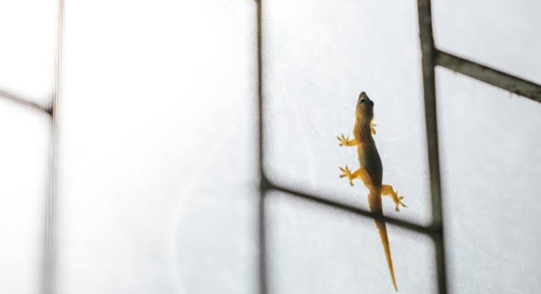 Lizards roaming your space can be annoying [Housing]