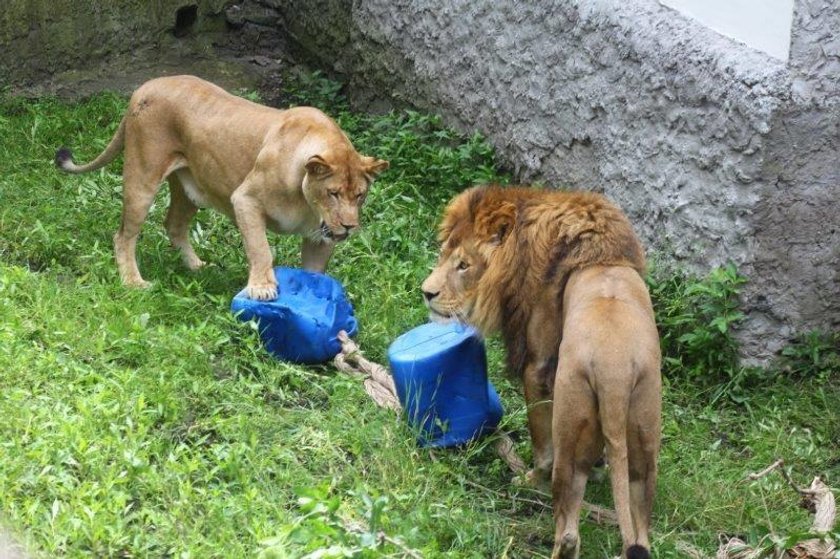 Przynieś zabawki dla zwierzaków z warszawskiego ZOO