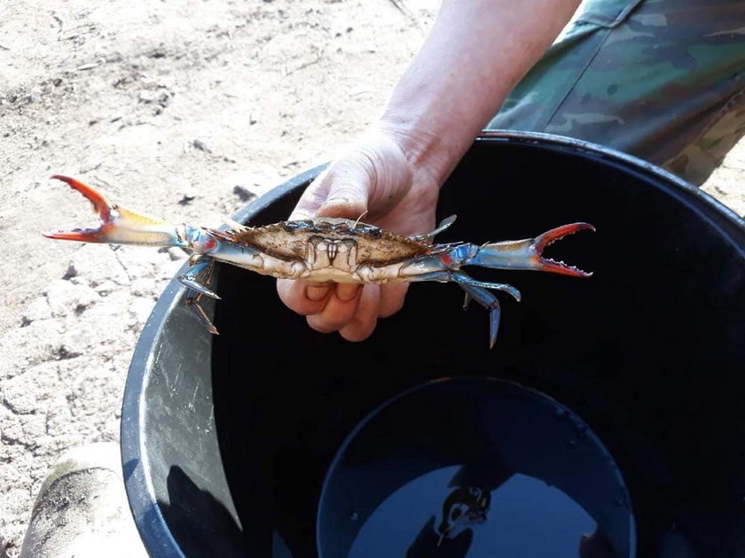 Amerykański krab w polskim jeziorze!