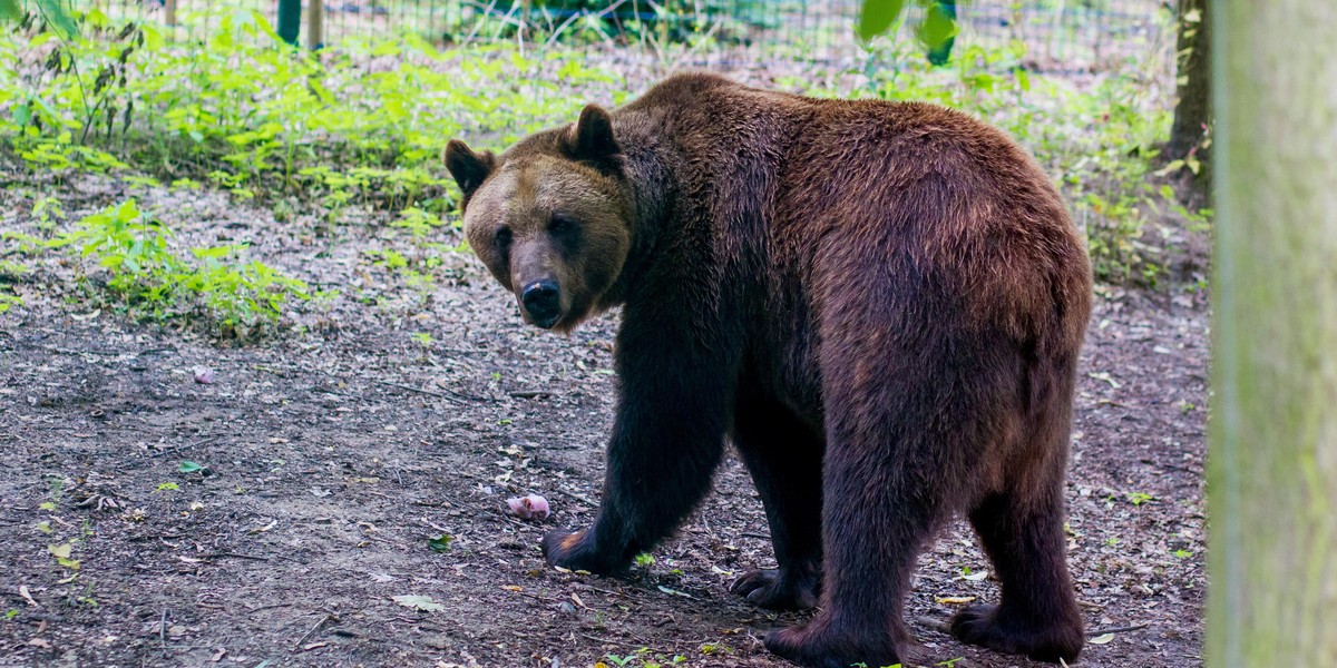 Kolejne misie przyjadą do poznańskiego Nowego Zoo