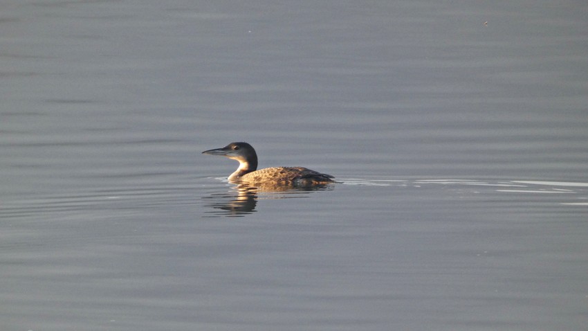 Ovo je veliki morski gnjurac