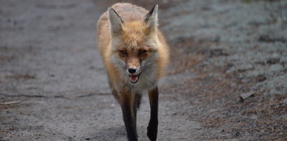 Inwazja lisów w Kołobrzegu. Chcą je uśmiercać