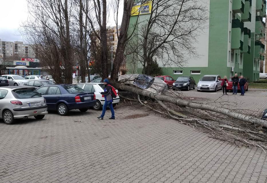 Fa dőlt egy autóra a viharban a Nyár utcában / Fotó: Olvasóriporter