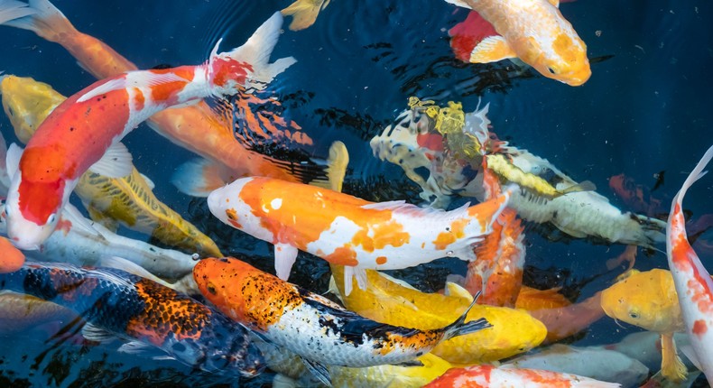 Colourful koi fish have become increasingly popular over the years.
