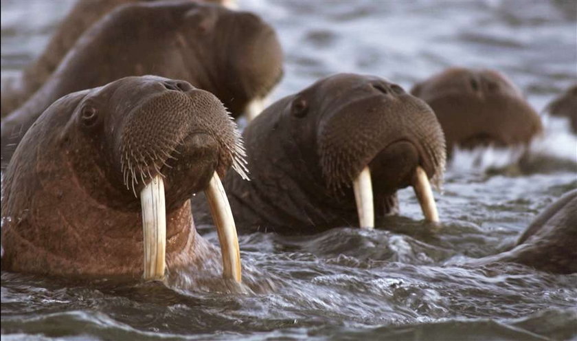 Wielkie Migracje - Uwaga Konkurs National Geographic Channel!